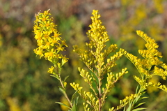 Solidago × niederederi