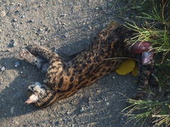 Prionailurus javanensis sumatranus