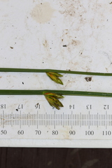 Schoenoplectus torreyi