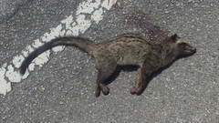 Paradoxurus musangus