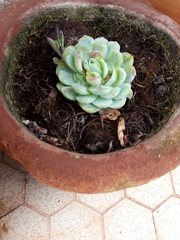 Echeveria elegans