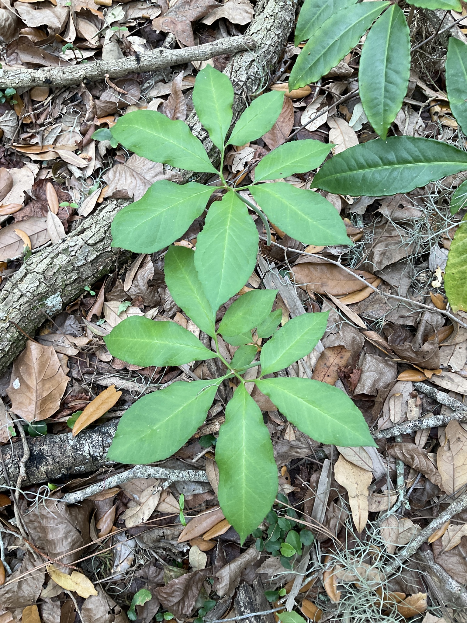Imagem de Guanandi