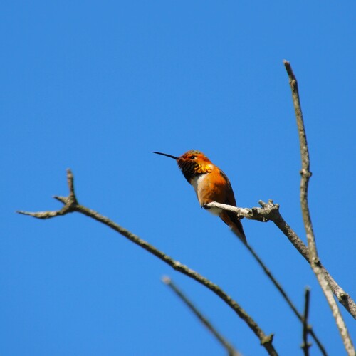 iNaturalist observation photo of Allen's Hummingbird