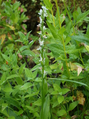 Platanthera dilatata leucostachys