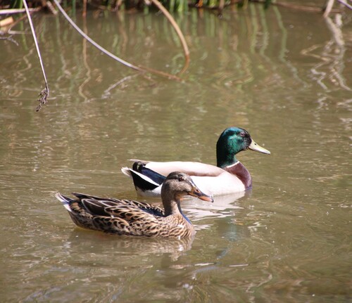 iNaturalist observation photo of Mallard