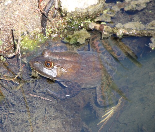 iNaturalist observation photo of American Bullfrog
