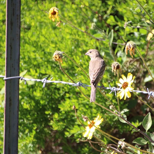 iNaturalist observation photo of House Finch