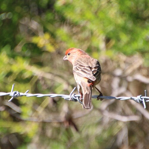 iNaturalist observation photo of House Finch