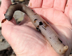 Sipunculus robustus