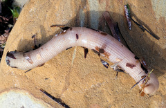 Sipunculus robustus