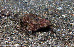 Eurypegasus draconis