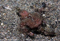 Eurypegasus draconis