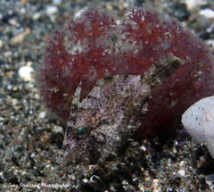 Pseudomonacanthus macrurus