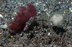 Pseudomonacanthus macrurus