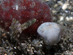 Pseudomonacanthus macrurus