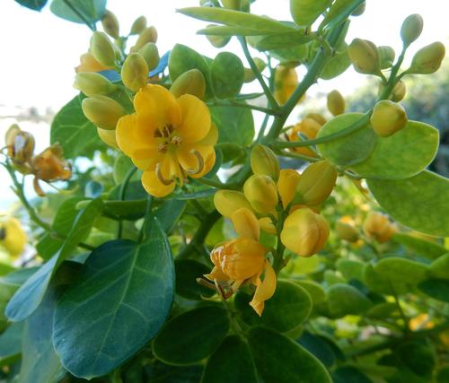 Christmasbush (Senna bicapsularis)