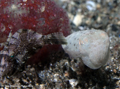 Sepia bandensis