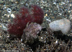 Sepia bandensis