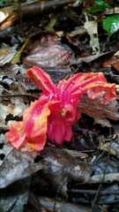Etlingera
