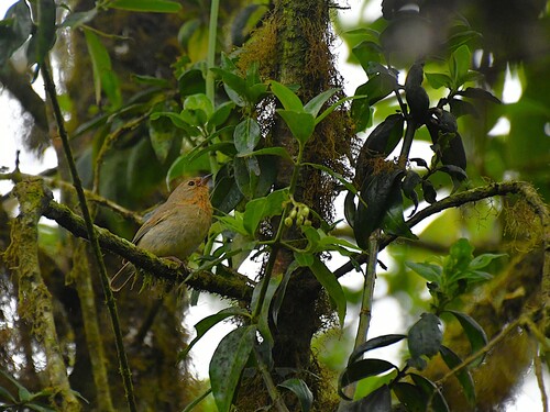 Green Warbler-Finch (Certhidea olivacea)