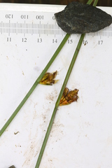 Schoenoplectus torreyi