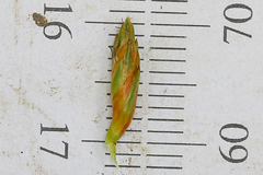 Schoenoplectus torreyi