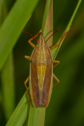 Megarrhamphus Bengalensis · Inaturalist