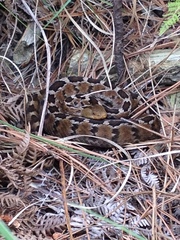 Crotalus ravus