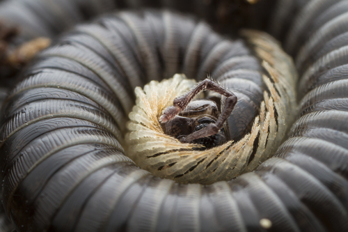 White-legged Snake Millipede, Fourqueux, 78112 Saint-Germain-en-Laye, Francia, photo 7 of 10