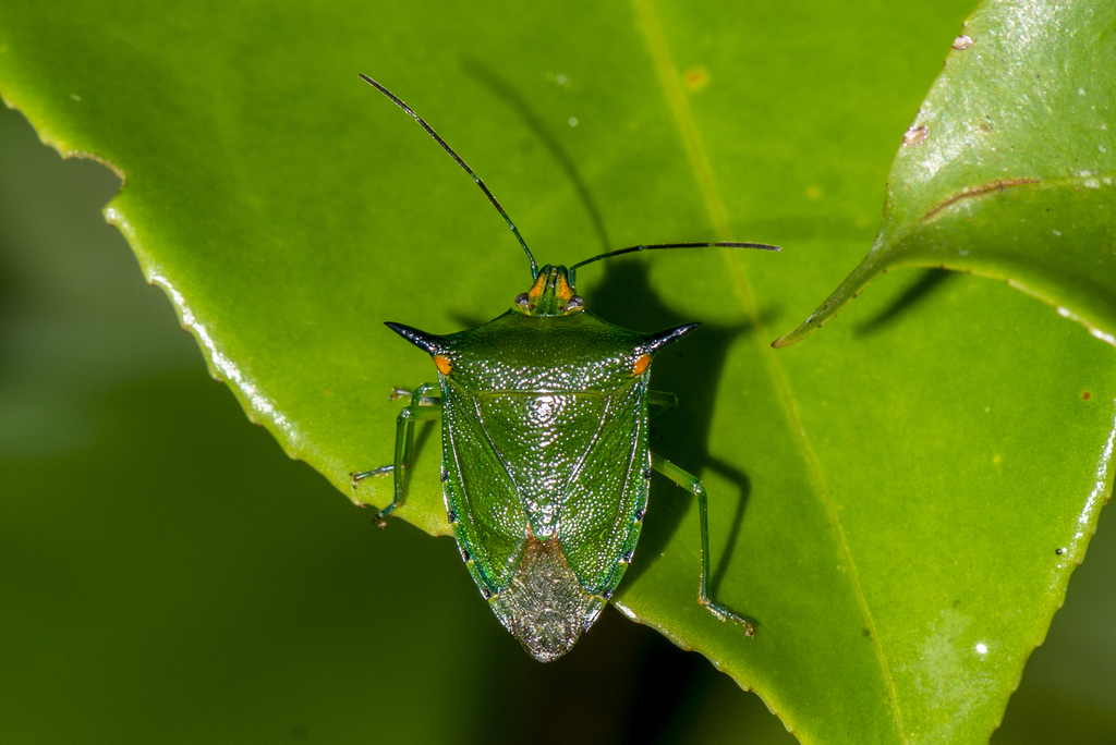 Sabaeus humeralis