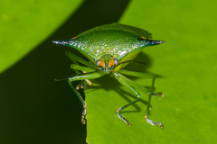 Sabaeus humeralis