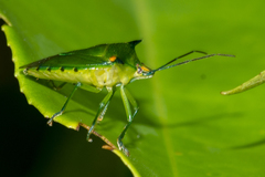 Sabaeus humeralis
