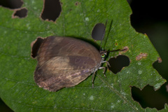 Arhopala perimuta
