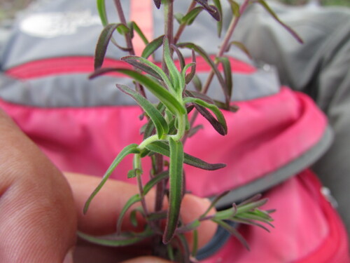 Image of Castilleja tenuiflora by (c) Carlos Martorell, some rights reserved (CC BY)