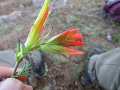 Image of Castilleja tenuiflora by (c) Carlos Martorell, some rights reserved (CC BY)