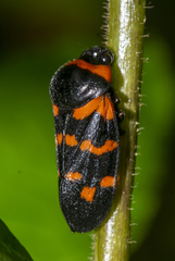 Cosmoscarta dimidiata