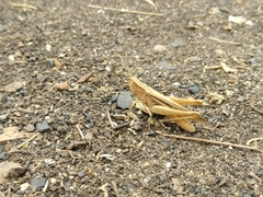 Chorthippus karelini