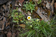 Erigeron morrisonensis morrisonensis