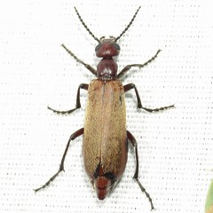 Epicauta ochrea