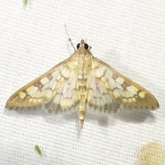 Mimorista subcostalis