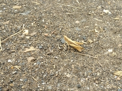 Chorthippus karelini