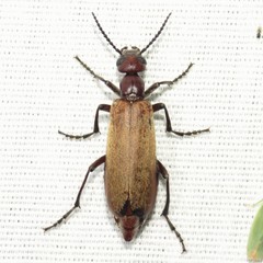 Epicauta ochrea