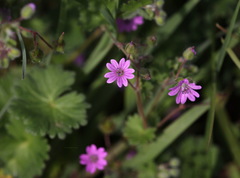 Geranium molle