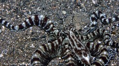 Thaumoctopus mimicus