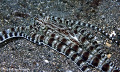 Thaumoctopus mimicus