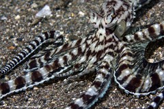 Thaumoctopus mimicus