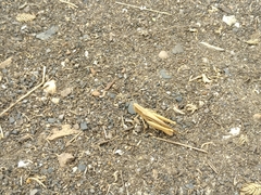 Chorthippus karelini