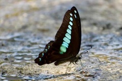 Graphium sarpedon