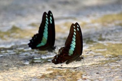 Graphium sarpedon