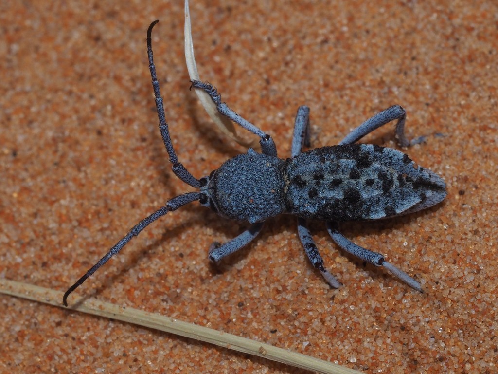 Microtragus arachne